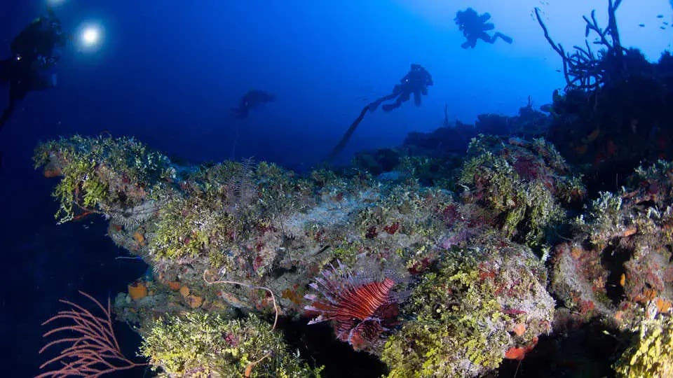 roatan_2022_underwater_lar1086_lar_cas.jpg